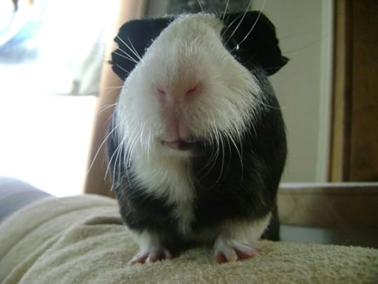 Rachel E Smith guinea pig Thorfy