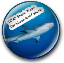 Caribbean Reef Shark