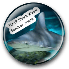 Sandbar Shark