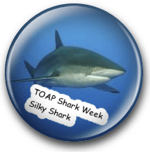 Silky Shark