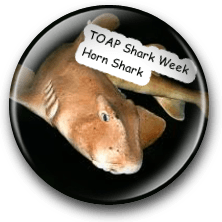 Horn Shark