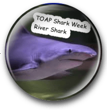 River Shark