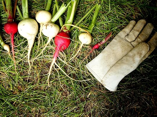 Miss Dee's Radishes