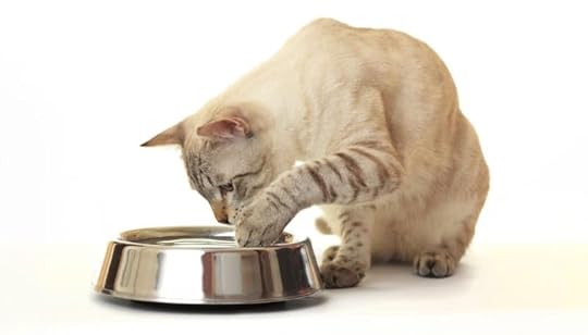 cat dipping its paw in water bowl