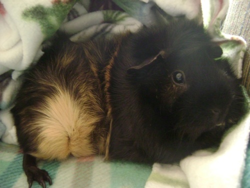 Rachel E Smith guinea pig Hen Wen