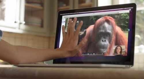 orangutan video calling