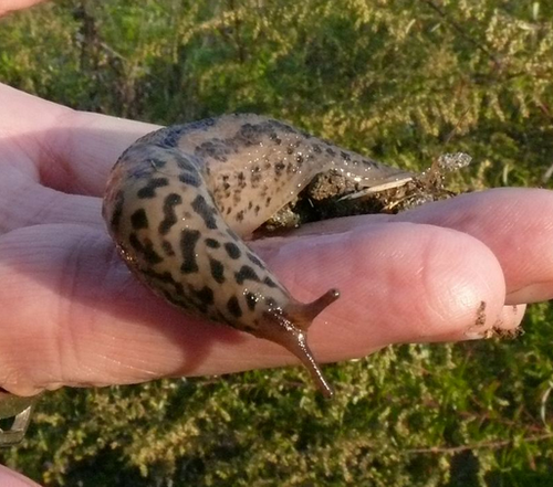 slug in hand