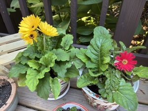 Two gerbera daisies, a yellow and a pink
