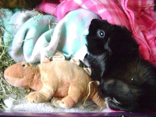Rachel E Smith guinea pigs Peregrine and Merricat