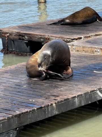 sea lions at Pier 39