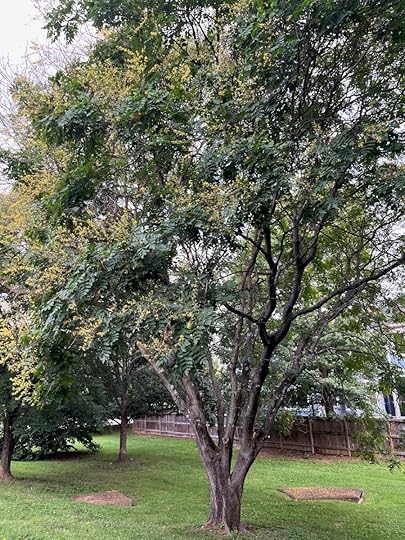 Goldenrain tree