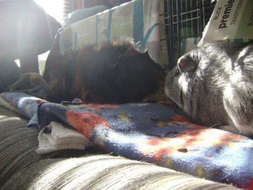 Rachel E Smith guinea pigs Wisting and Camille