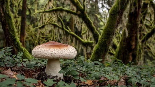 The_Spiritual_Meaning_of_Mushrooms