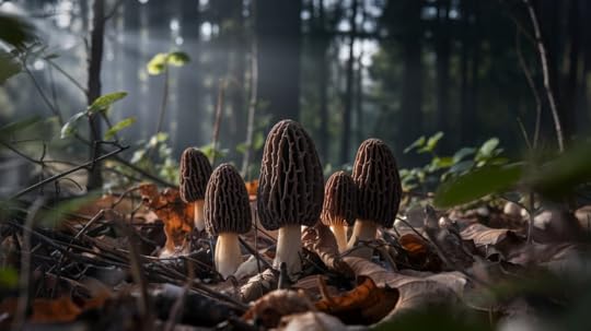 Black_Morel_Mushroom
