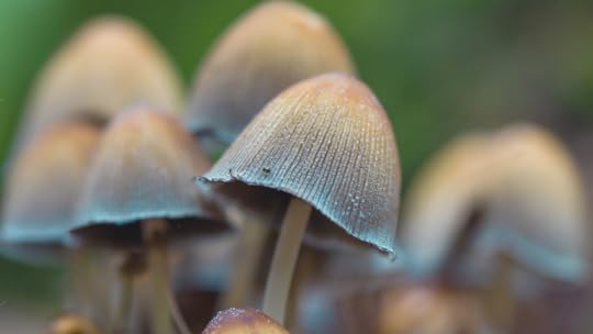 Psilocybin_Mushroom