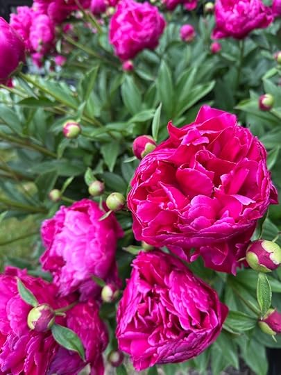 Dark pink peonies