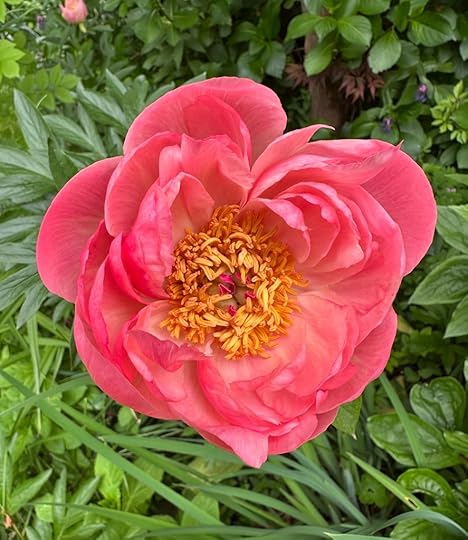 Coral peony