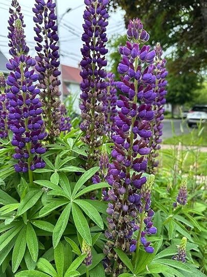 Purple lupines
