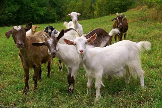 A group of seven adorable goats on a grassy hill.