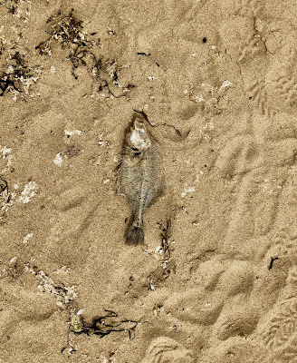 Fish - Nanne Nyander . se