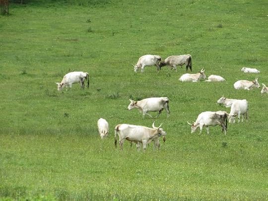 Chillingham Wild Herd