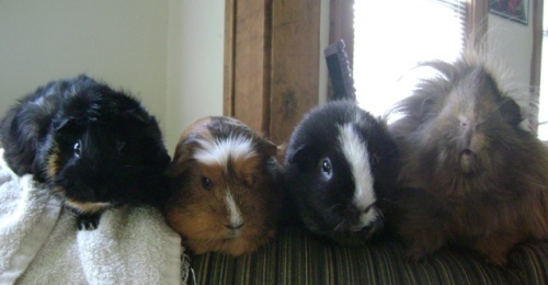 Rachel E Smith guinea pigs Merricat, Peregrine, Ozymandias, Danger Crumples