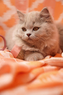 My name is Princess. ... And ... Don't forget that.