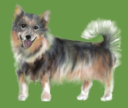 An illustration of a cheerful-looking Swedish Vallhund, a dog with short legs, prick ears, and German Shepherd coloring.