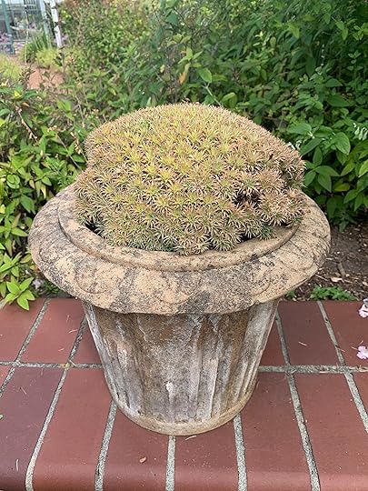 Argentine ball (Deuterocohnia brevifolia). This terrestrial succulent forms dense mounds...