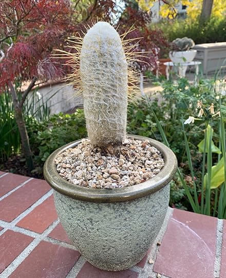 Peruvian old man cactus (Espostoa lanata). A wooly coat covers...