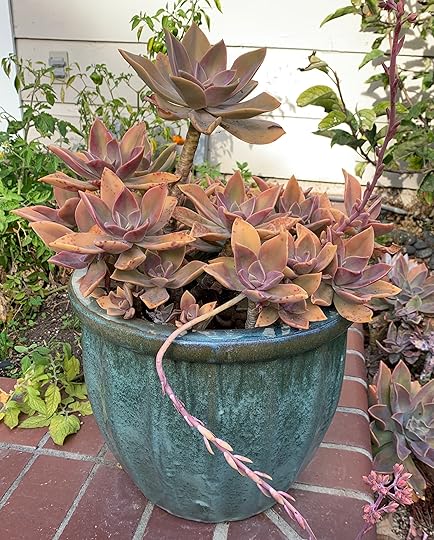 Graptoveria ‘Fred Ives.’ This Mexican succulent, a hybrid of graptopetalum...