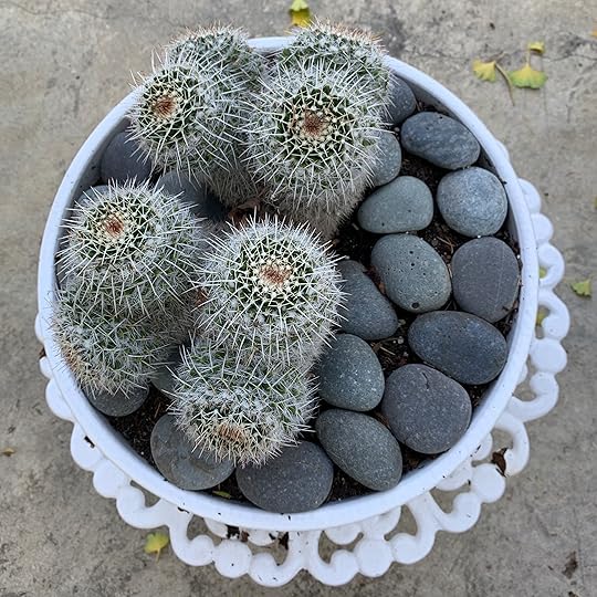 Owl eyes cactus (Mammillaria karwinskiana). This small cactus from Mexico...