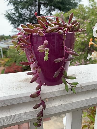 Ruby necklace, little pickles (Crassothonna capensis). This South African species...