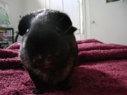 Rachel E Smith guinea pig Duncan
