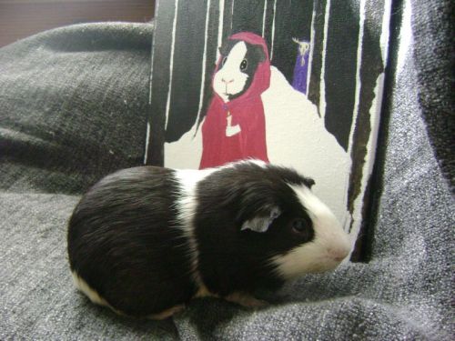 Rachel E Smith guinea pig Thorfy