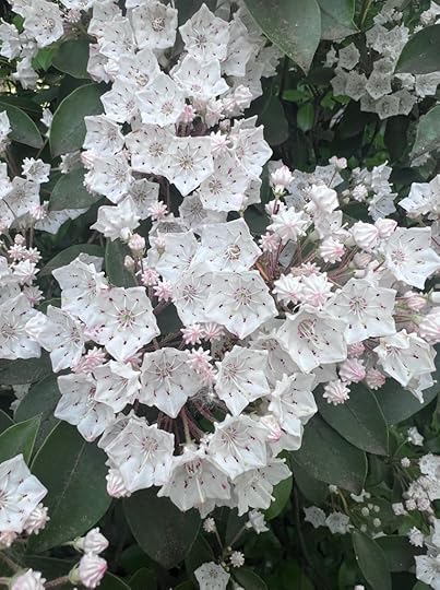 Up-close photo of Mountain Laurel blossoms, pink and white