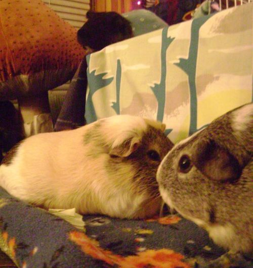 Rachel Smith guinea pigs Snorri, Dagmar, & Camille
