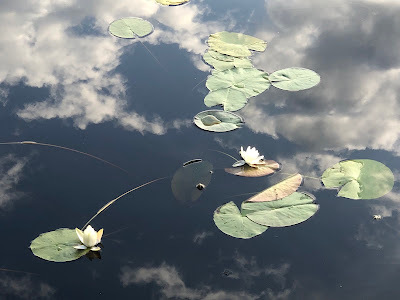 WaterLily-NanneNyander.se