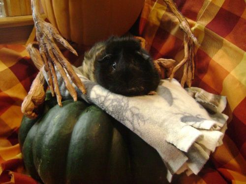 Rachel E Smith guinea pig Hen Wen
