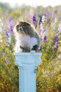 Bow down to your master the Cat.