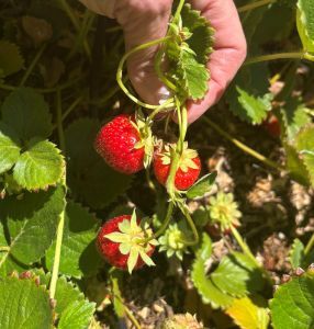 Three red strawberries