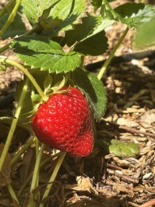 Large red strawberry in a strawberry plot