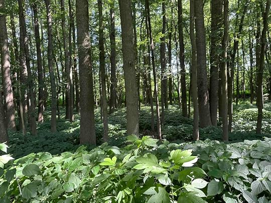 view of the trees and vegetation