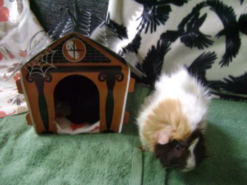 Rachel E Smith guinea pigs Wisting and Snuffy