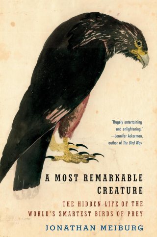 A Plasticity of Being: What a Rare Bird of Prey Reveals about the Deepest Meaning of Intelligence