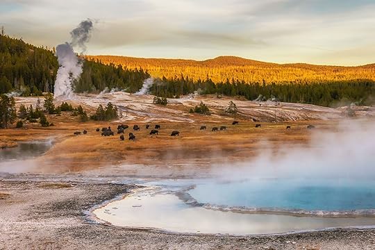 Bison activities in the US for Bison month