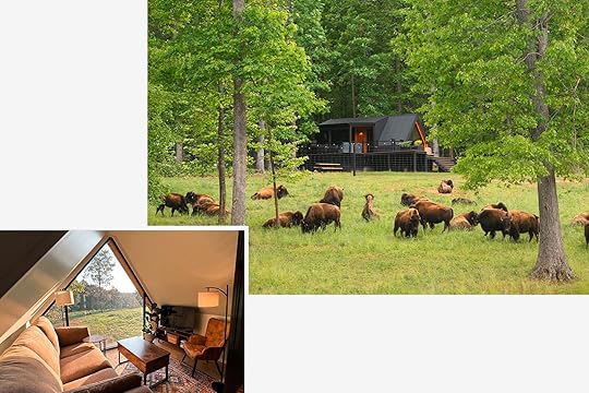 Bison activities in the US for Bison month