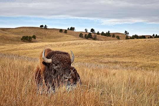 Bison activities in the US for Bison month