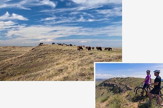 Bison activities in the US for Bison month