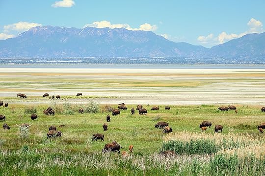Bison activities in the US for Bison month